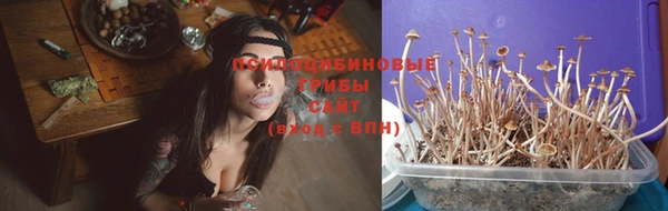 крисы Новозыбков